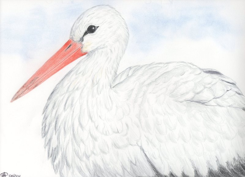 Matite colorate - Cicogna